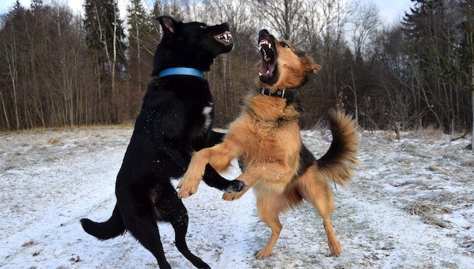 Cours de trouble du comportement canin sur de l’agressivité congénaire ou humain. Séance par un éducateur comportementaliste canin.