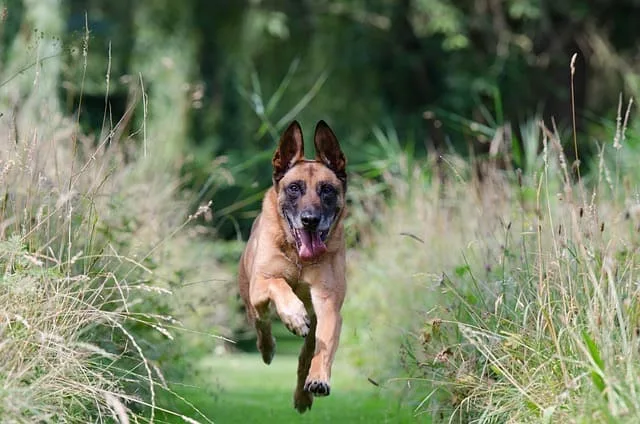 Chien obéissant qui revient à l’ordre de dressage de rappel de son maître canin