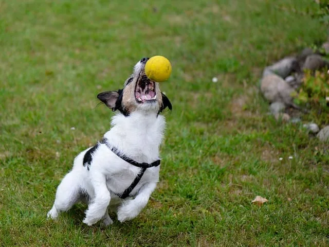 chien qui joue avec une balle jaune