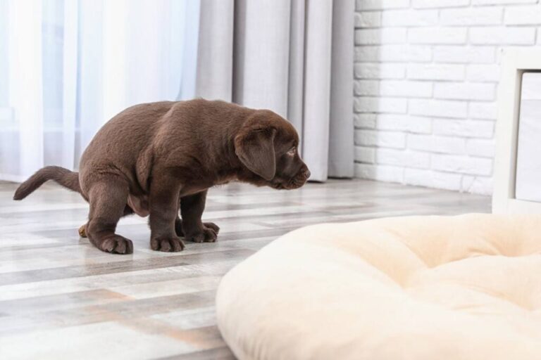 chien qui fait ses besoins dans une maison
