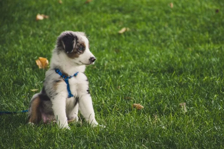 À quel âge débuter l&rsquo;éducation de mon chiot ?