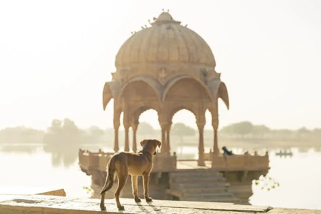 chien devant une basilique