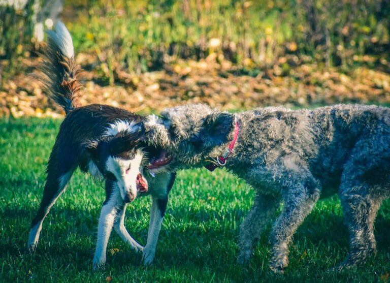 problème comportement chien