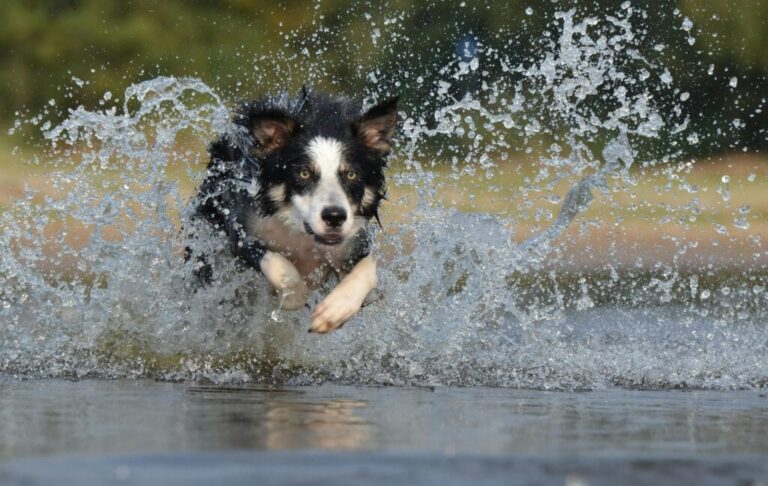 Comment apprendre le rappel à un chien ?