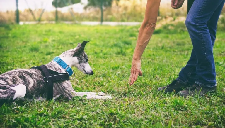 Éducateur canin enseignant l’ordre "coucher" à un lévrier pendant une séance d’éducation.