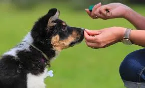 Chien en séance individuelle d’éducation canine avec un éducateur pour un apprentissage personnalisé.