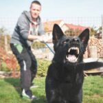 Propriétaire retenant un chien en laisse présentant un comportement agressif, nécessitant une éducation canine adaptée.