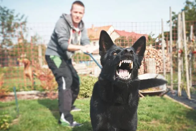 Propriétaire retenant un chien en laisse présentant un comportement agressif, nécessitant une éducation canine adaptée.