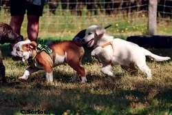 Chiots jouant ensemble lors d’une séance à l’école des chiots encadrée par un éducateur canin.