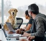 Éducateur canin réalisant une étude comportementale avec un chien lors d’une séance d’éducation.