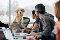 Éducateur canin réalisant une étude comportementale avec un chien lors d’une séance d’éducation.
